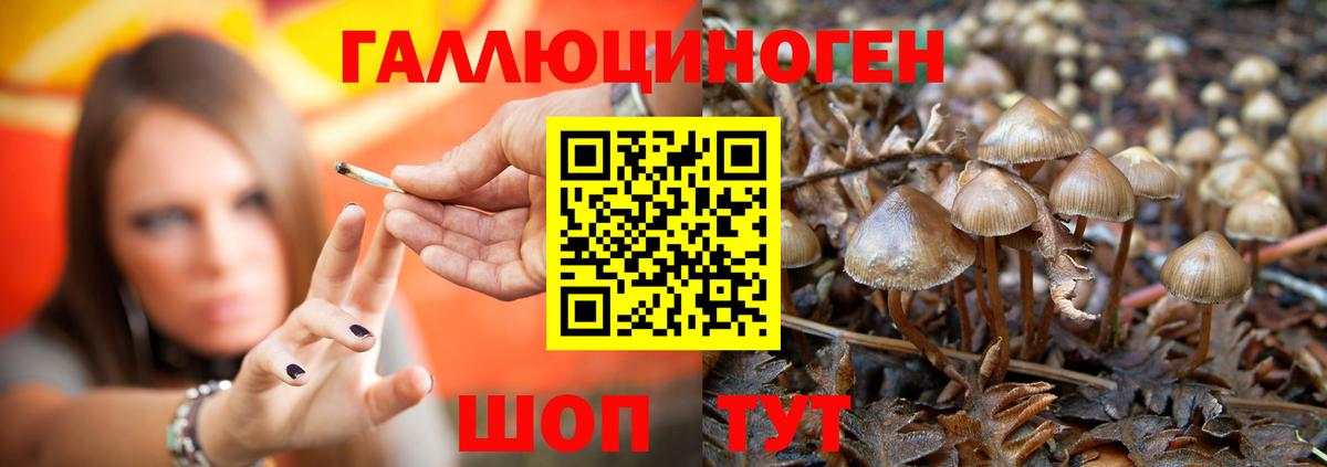 Саянск  Псилоцибиновые грибы Psilocybine cubensis  Вход с VPN  Псилоцибиновые грибы Cubensis 
